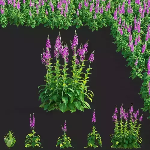 Verbascum phoeniceum Rosetta 