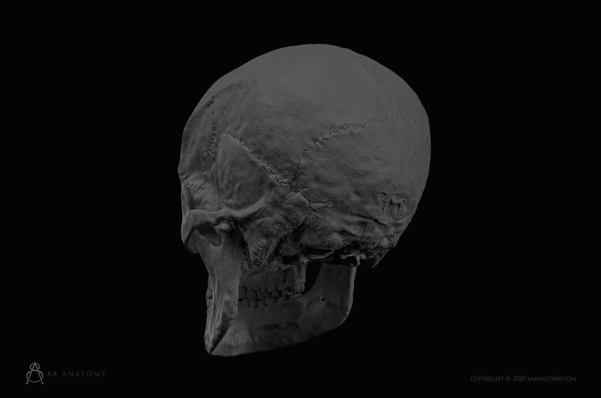 Black White Skinny Male Female Complete Anatomy Pack 3D Model Collection_20