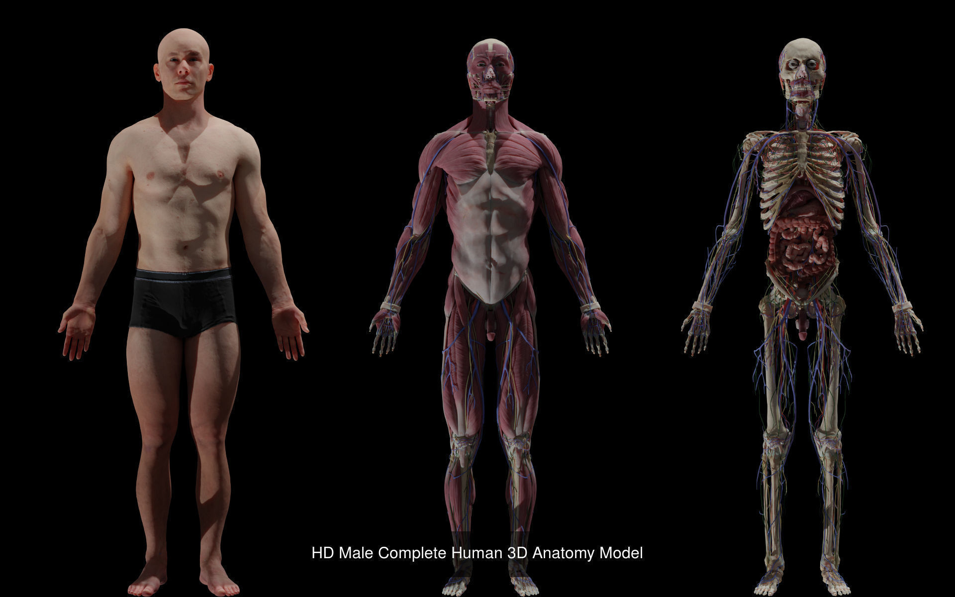 Black White Skinny Male Female Complete Anatomy Pack 3D Model Collection_4