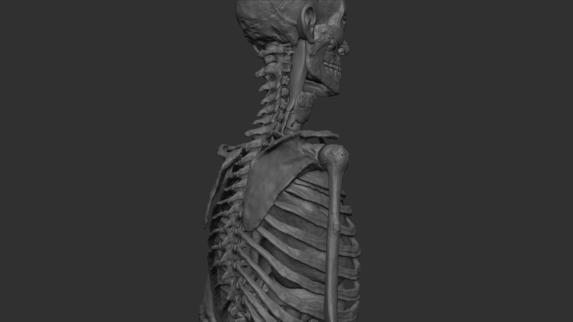 Black White Skinny Male Female Complete Anatomy Pack 3D Model Collection_16