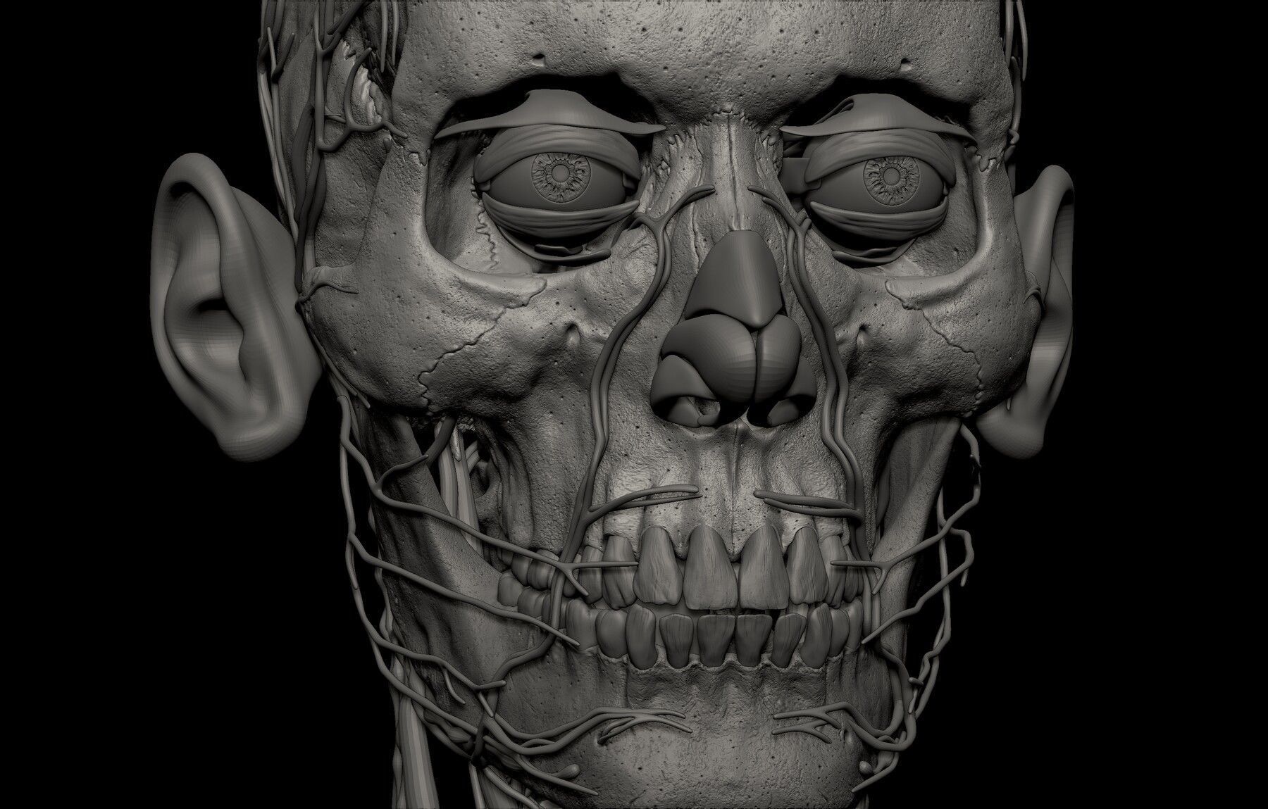 Black White Skinny Male Female Complete Anatomy Pack 3D Model Collection_18