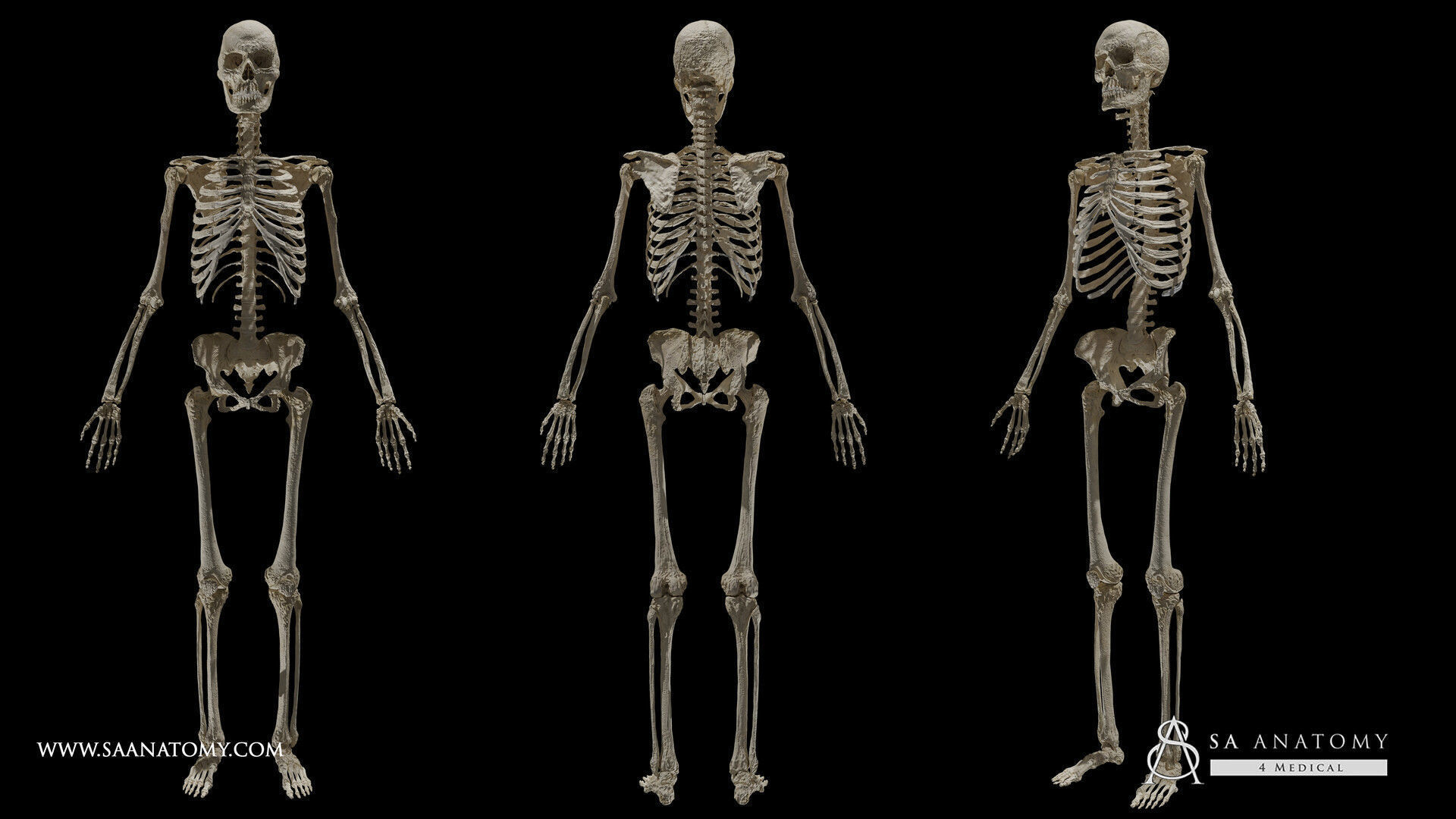 Black White Skinny Male Female Complete Anatomy Pack 3D Model Collection_13
