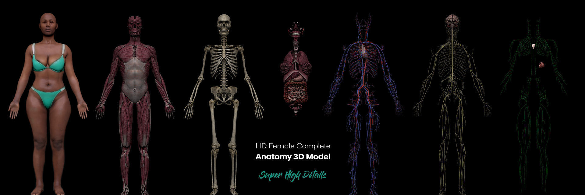 Black White Skinny Male Female Complete Anatomy Pack 3D Model Collection_10