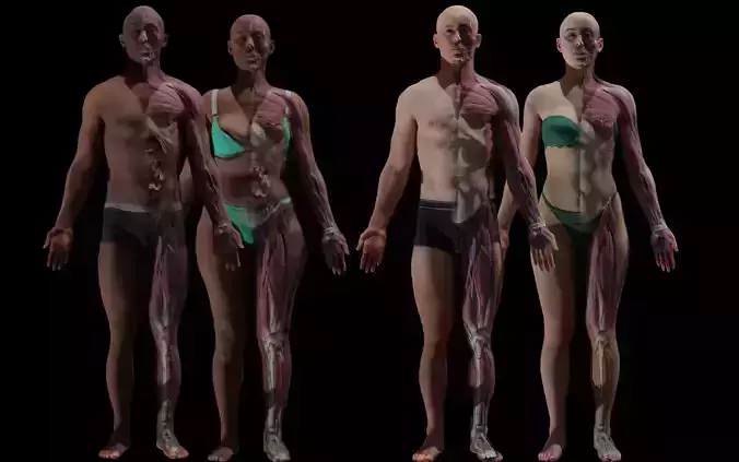 Black White Skinny Male Female Complete Anatomy Pack 3D Model Collection