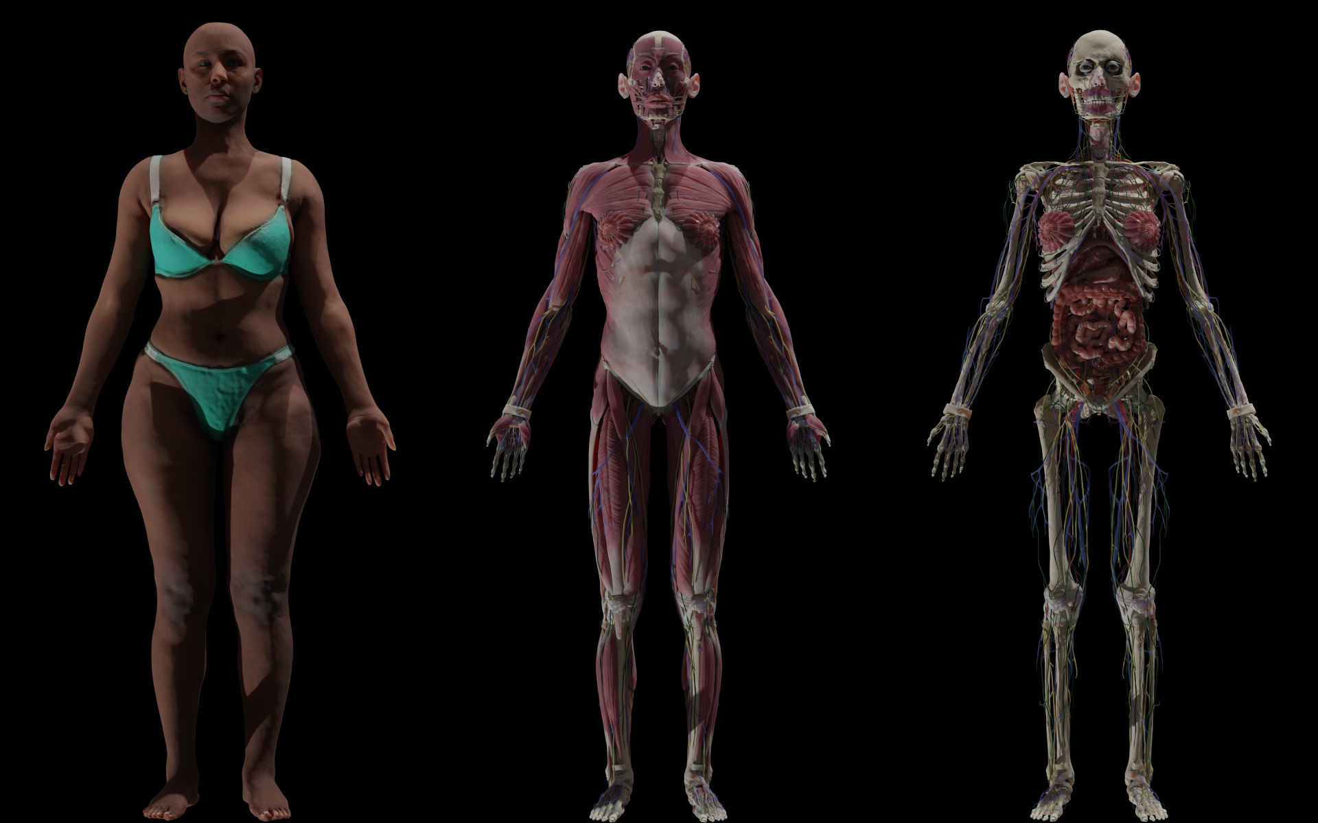Black White Skinny Male Female Complete Anatomy Pack 3D Model Collection_7