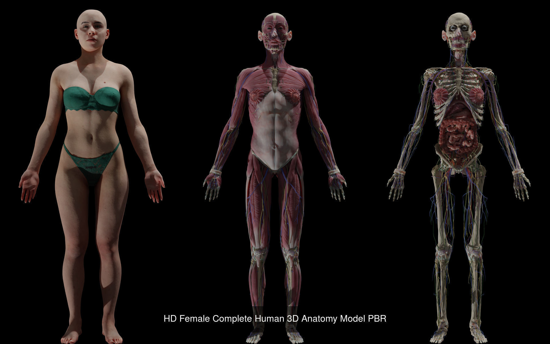Black White Skinny Male Female Complete Anatomy Pack 3D Model Collection_5