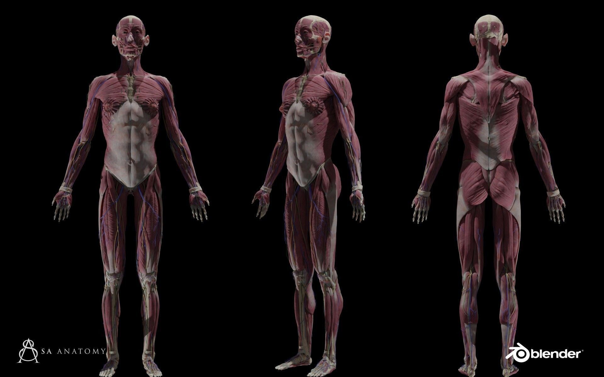 Black White Skinny Male Female Complete Anatomy Pack 3D Model Collection_27