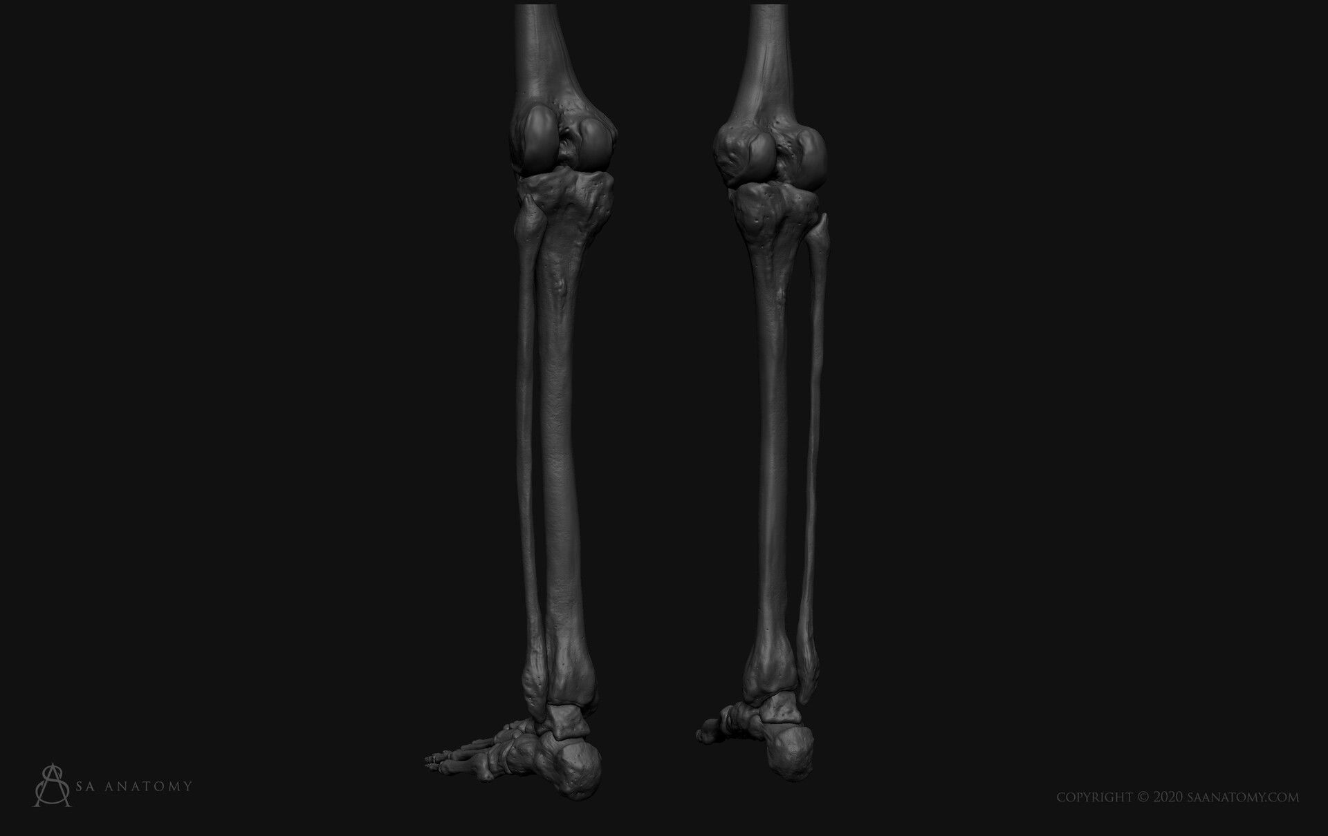 Black White Skinny Male Female Complete Anatomy Pack 3D Model Collection_14