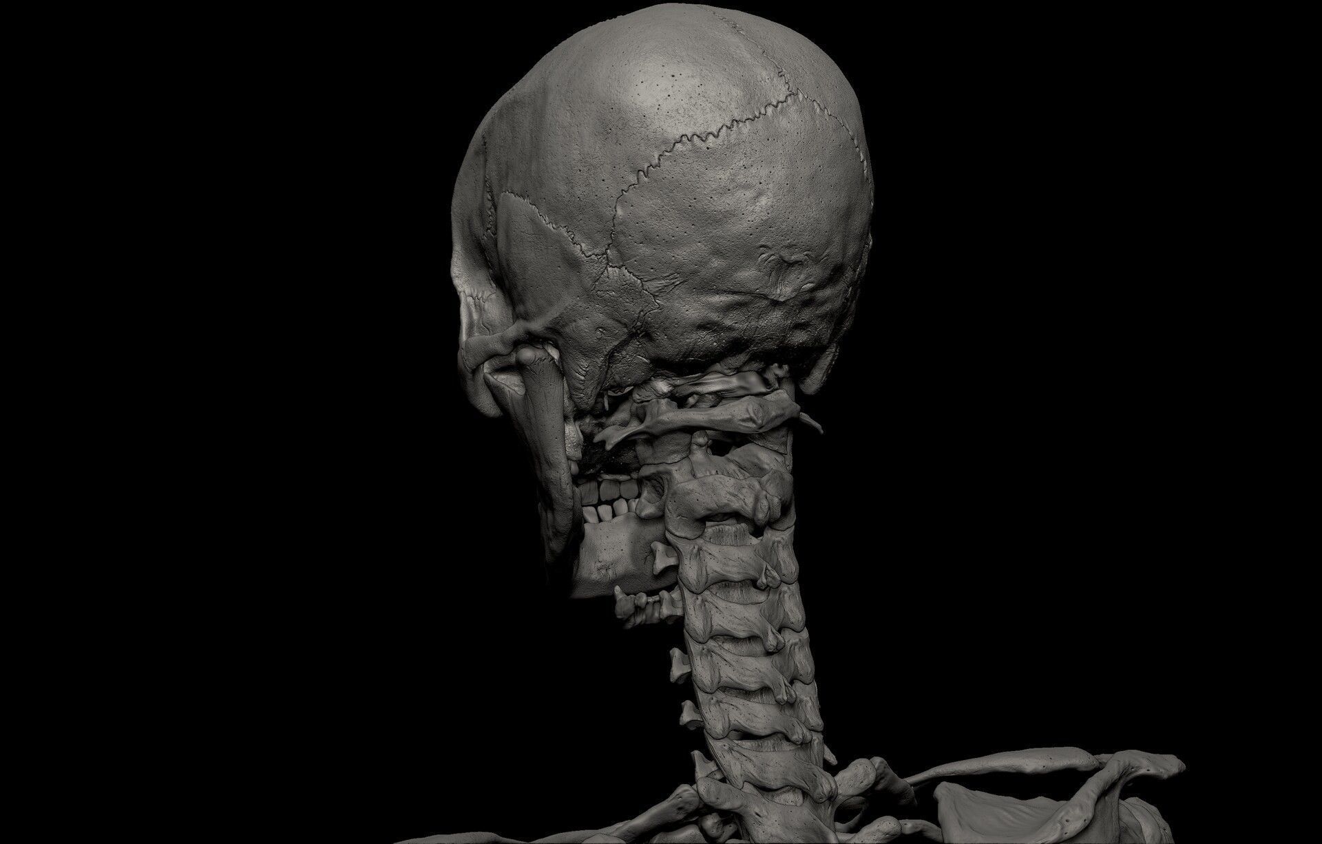 Black White Skinny Male Female Complete Anatomy Pack 3D Model Collection_30