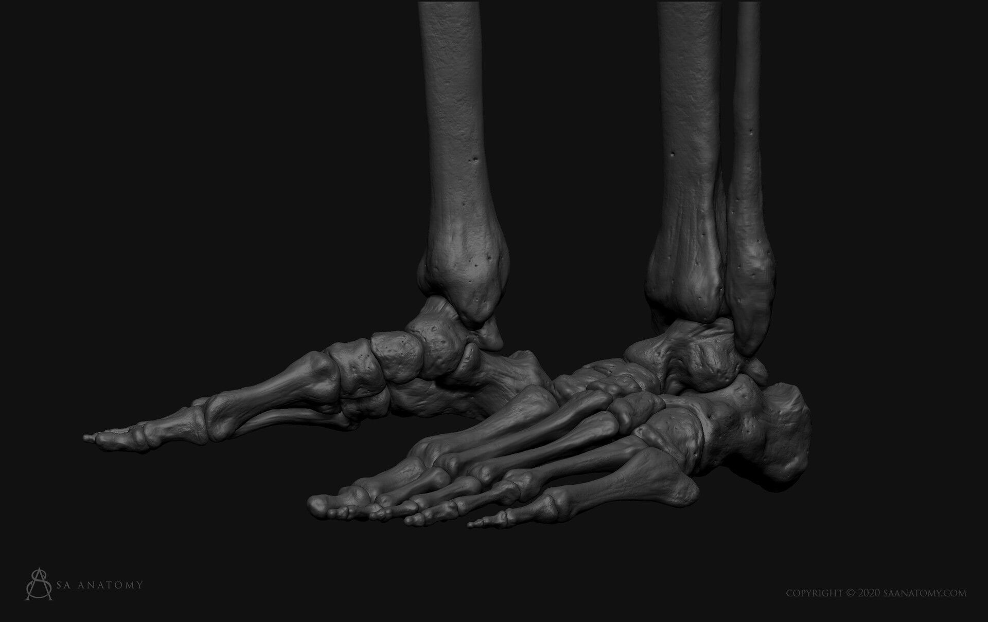 Black White Skinny Male Female Complete Anatomy Pack 3D Model Collection_19