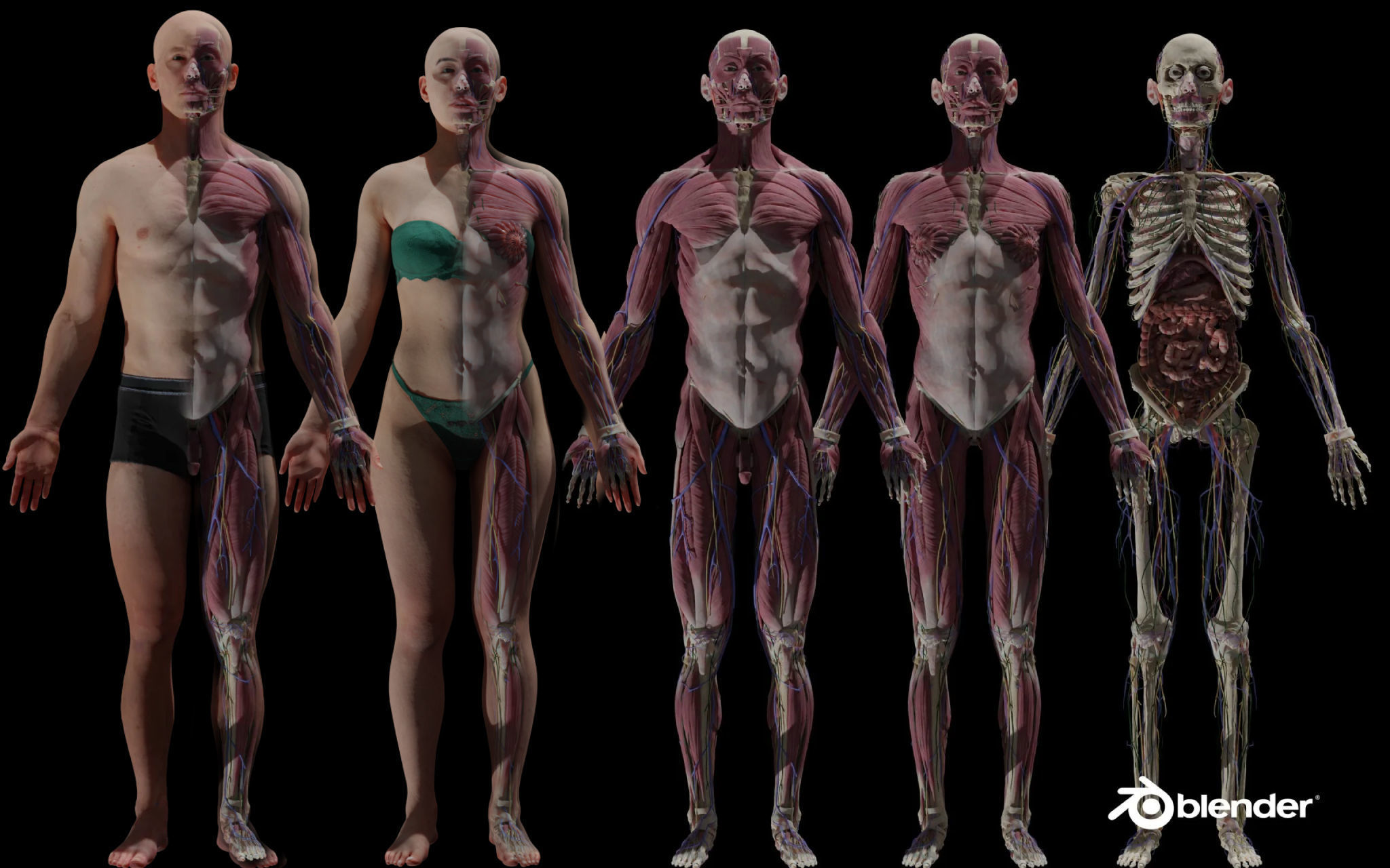 Black White Skinny Male Female Complete Anatomy Pack 3D Model Collection_3