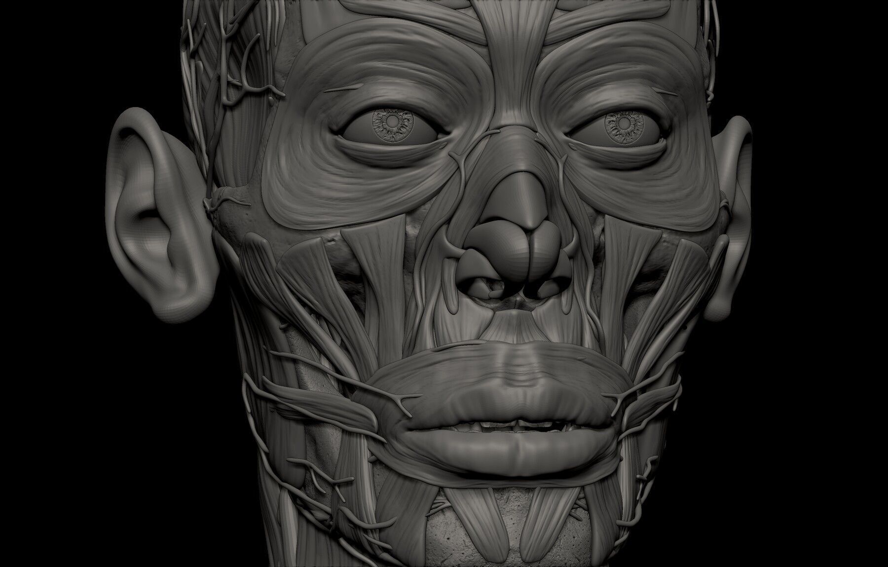 Black White Skinny Male Female Complete Anatomy Pack 3D Model Collection_24