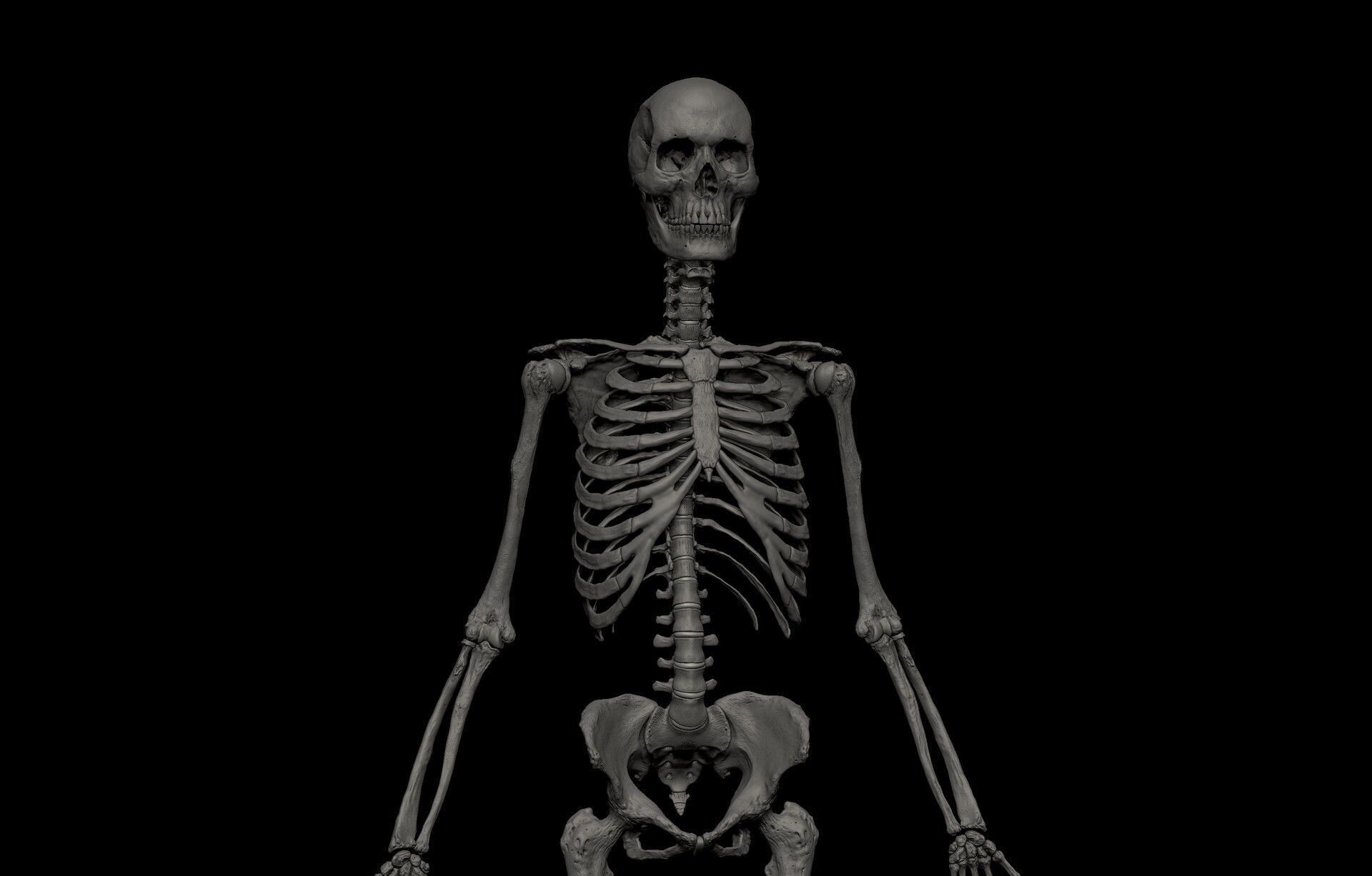 Black White Skinny Male Female Complete Anatomy Pack 3D Model Collection_26