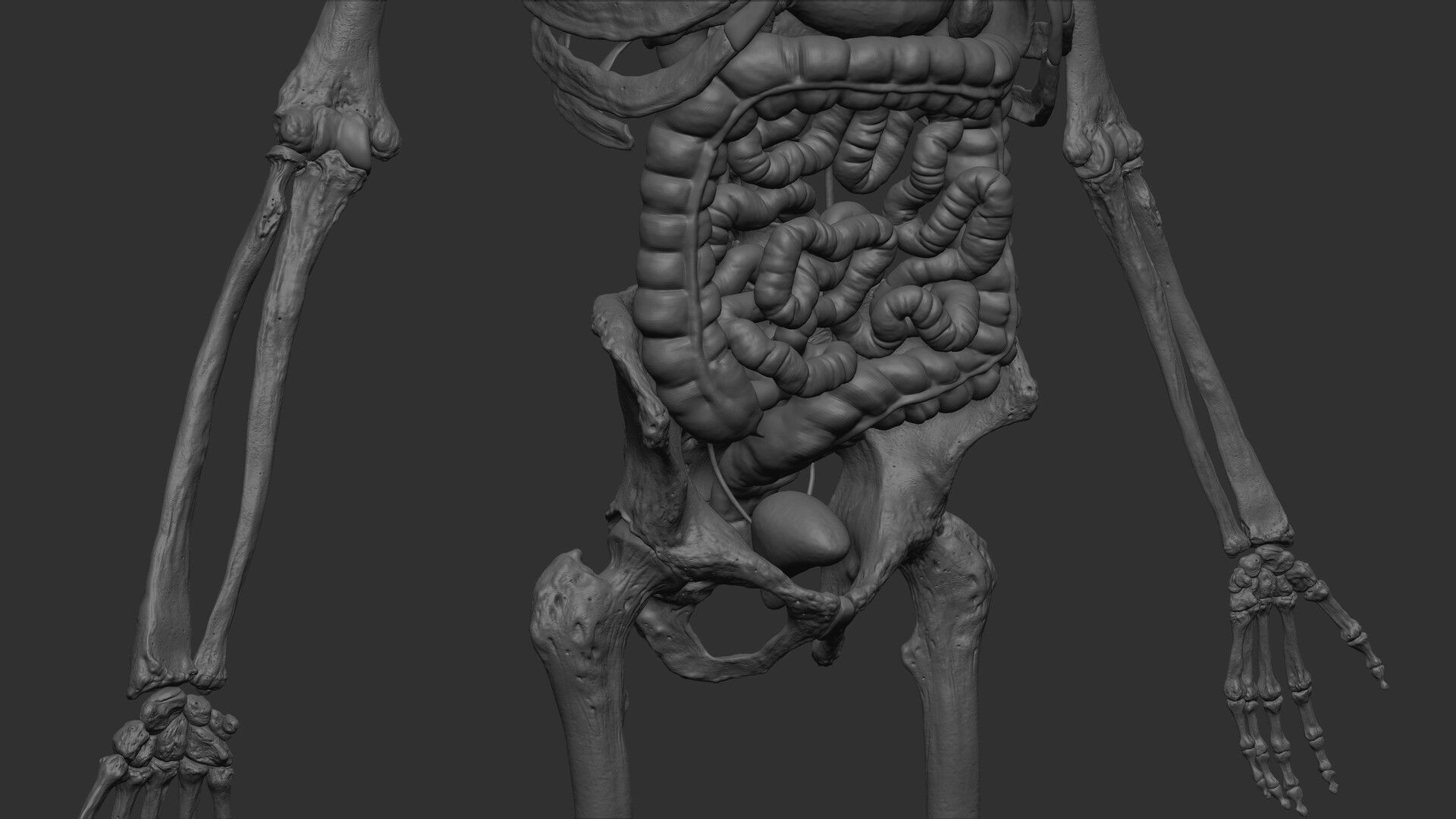 Black White Skinny Male Female Complete Anatomy Pack 3D Model Collection_36