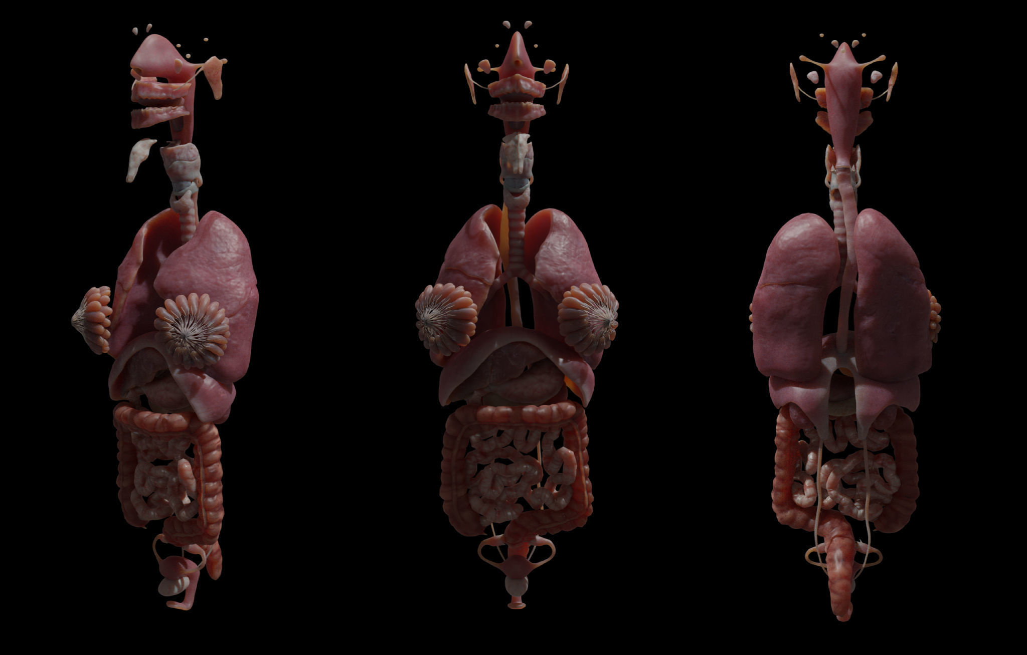 Black White Skinny Male Female Complete Anatomy Pack 3D Model Collection_32