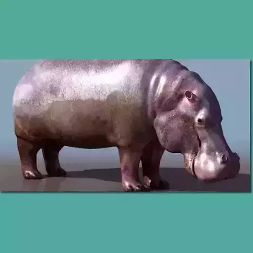 Hippopotamus Studio Max 3D model