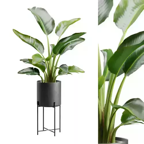 Strelitzia Nicolai Metal Stand