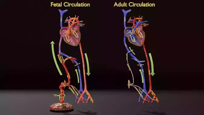 Fetal and adult blood circulation