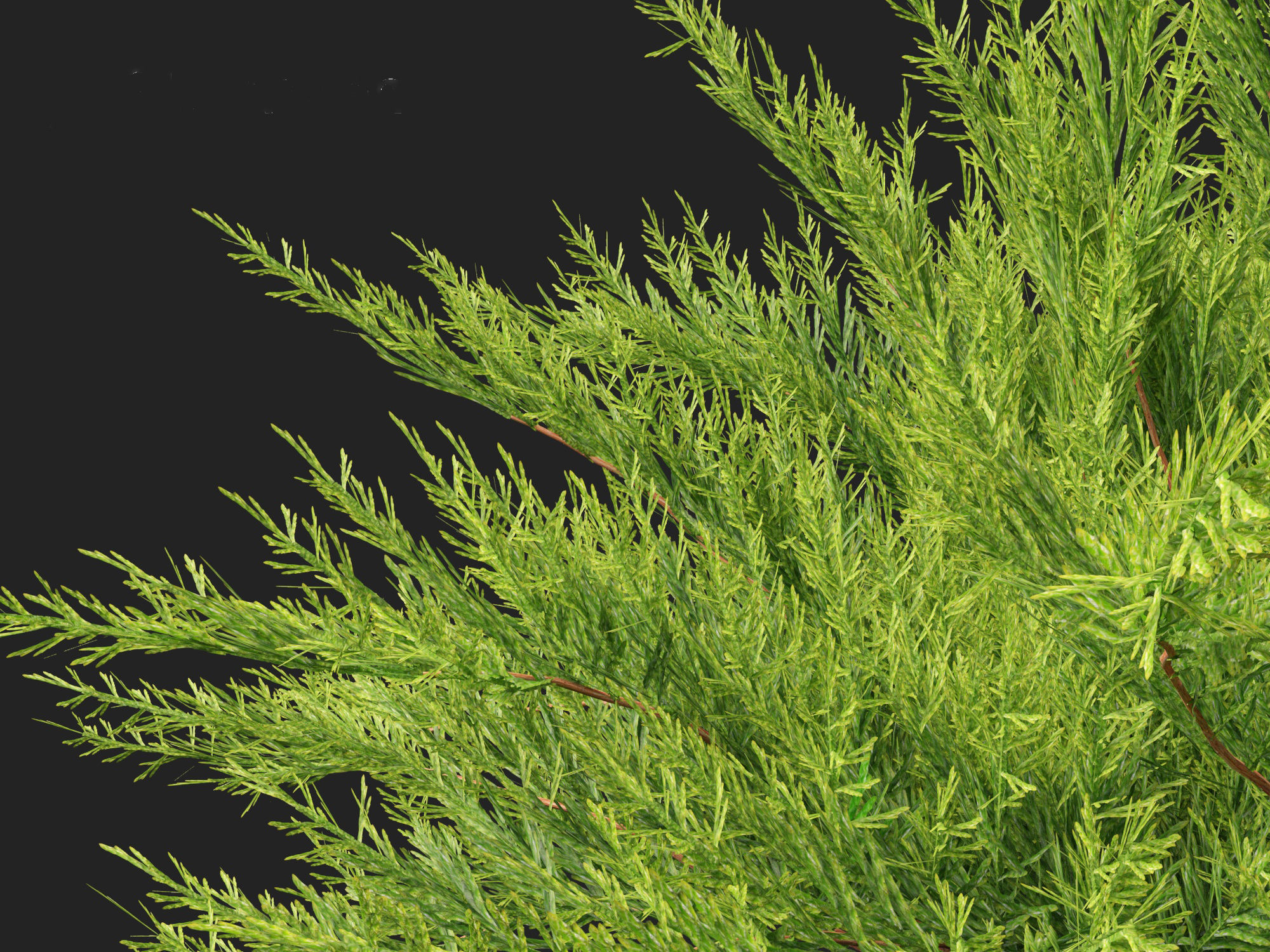 Juniperus sabina - Savin juniper  3D model_2