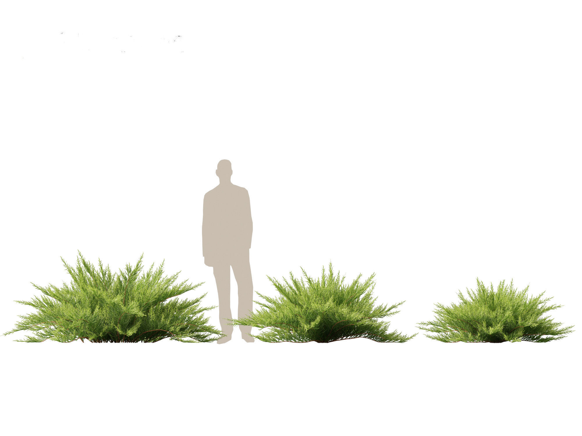 Juniperus sabina - Savin juniper  3D model_6