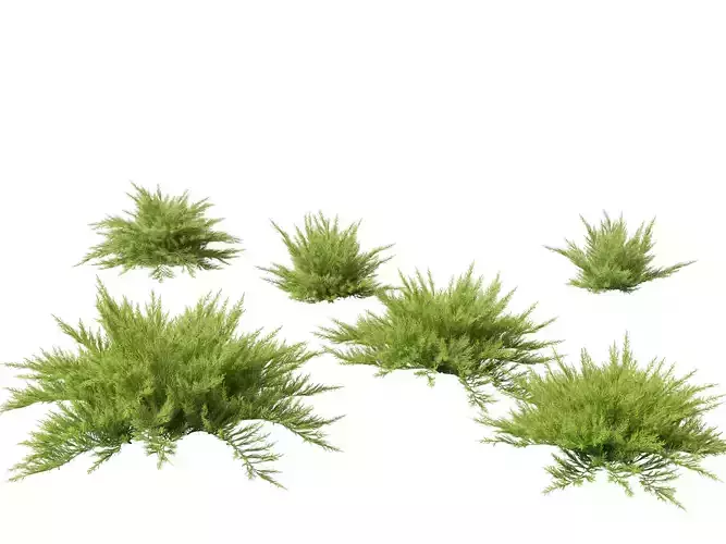 Juniperus sabina - Savin juniper 
