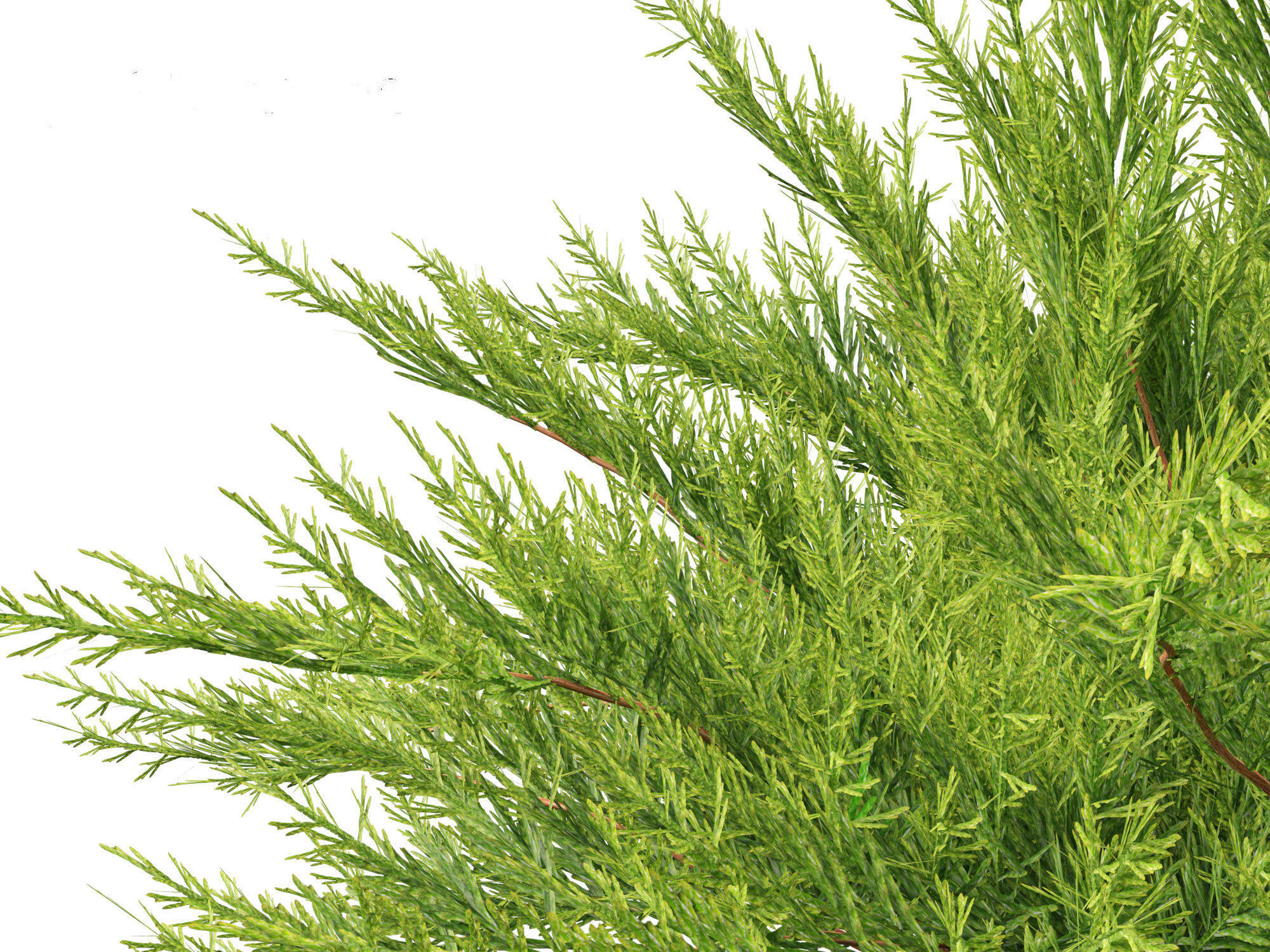 Juniperus sabina - Savin juniper  3D model_9