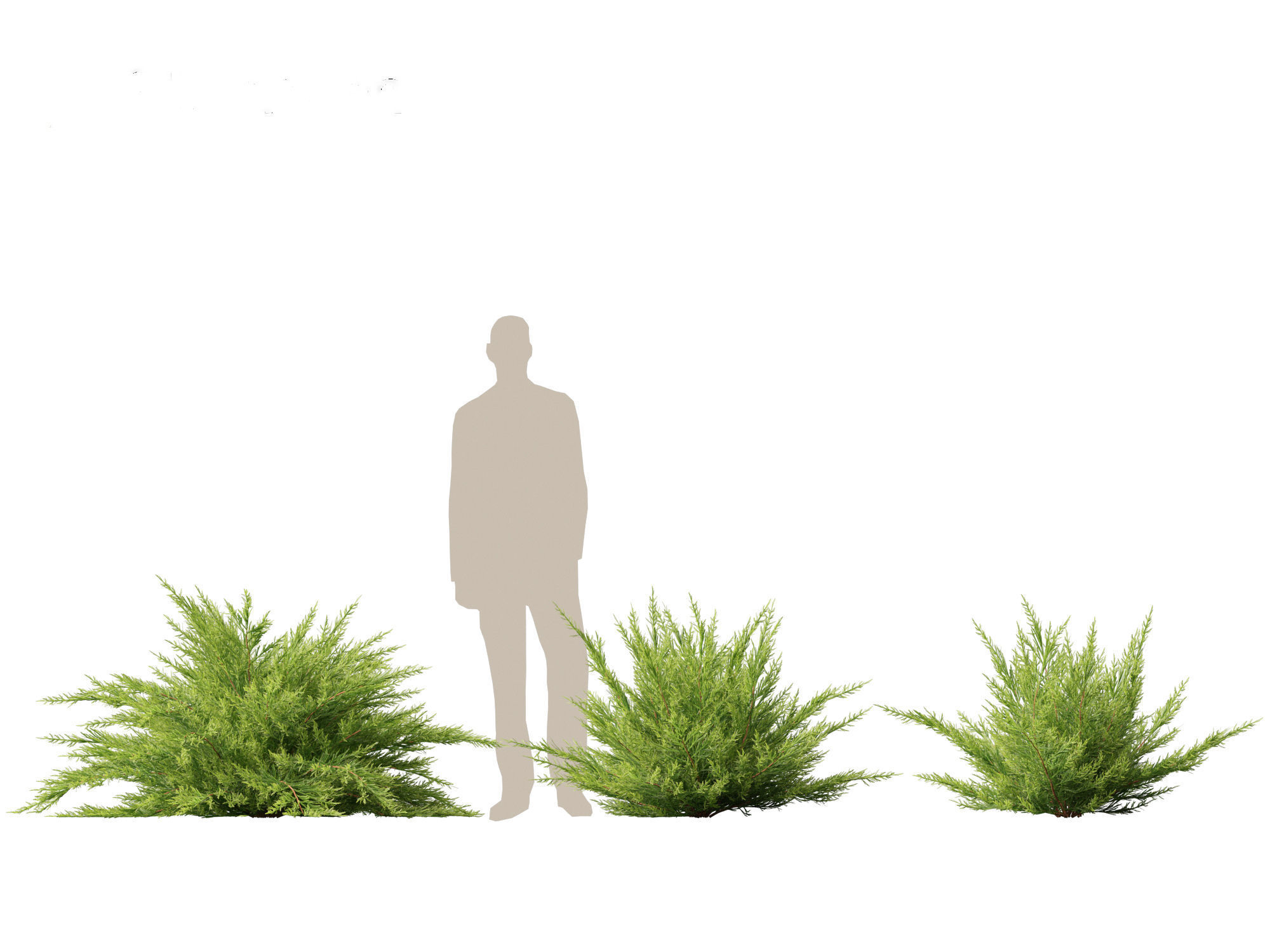 Juniperus sabina - Savin juniper  3D model_4