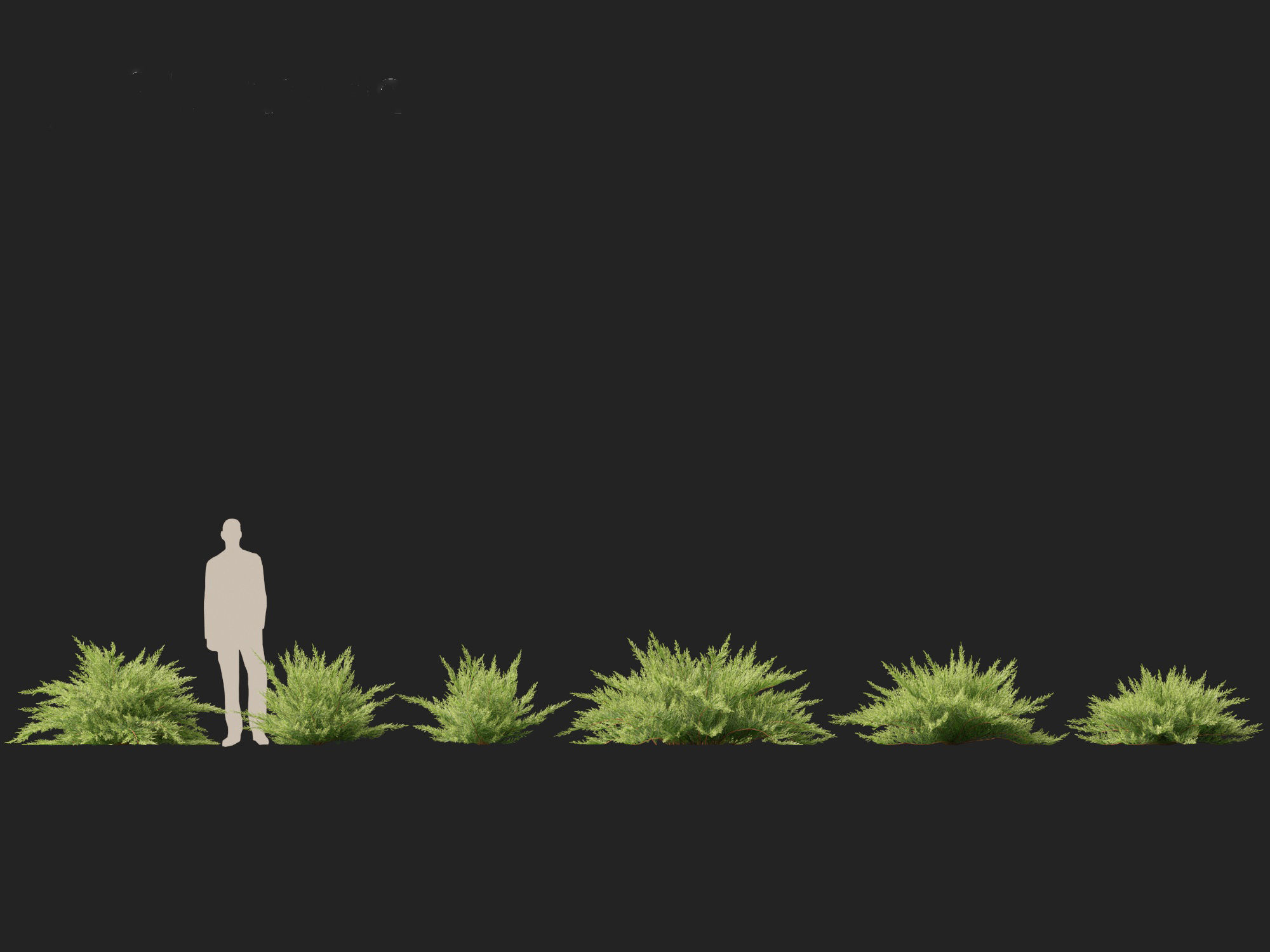 Juniperus sabina - Savin juniper  3D model_3