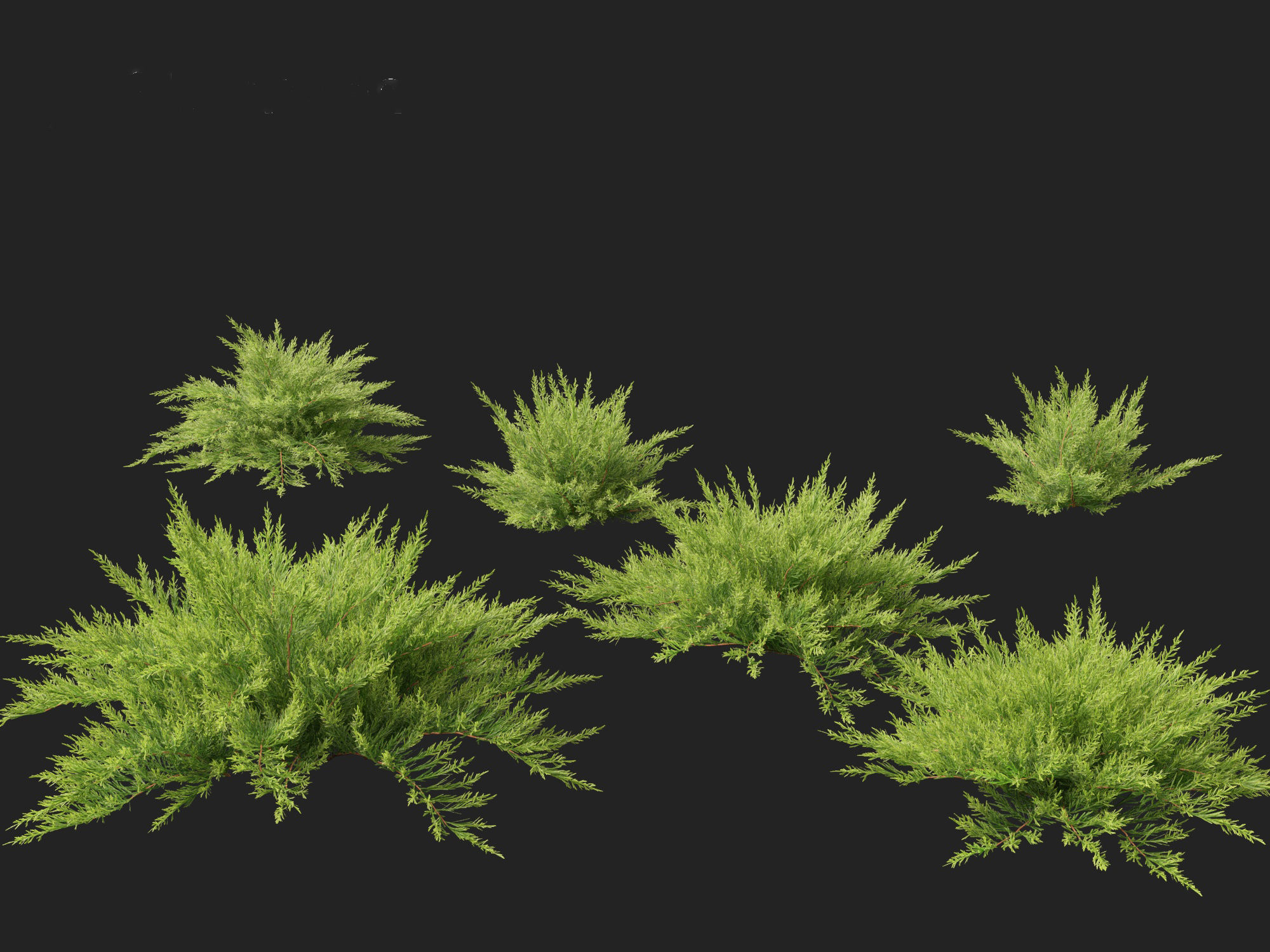 Juniperus sabina - Savin juniper  3D model_8