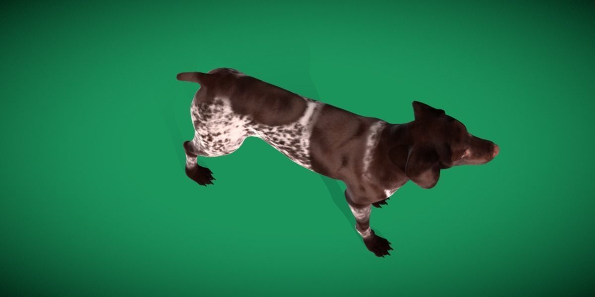 German Shorthaired Pointers Dog 3D model_16
