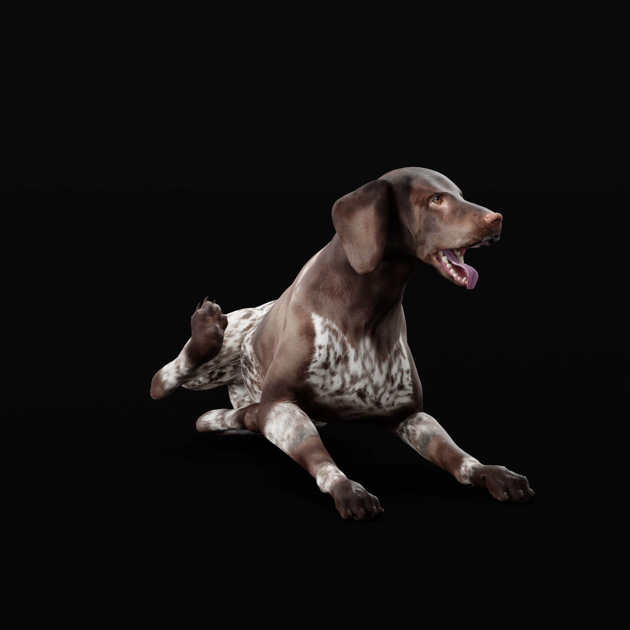 German Shorthaired Pointers Dog 3D model_28