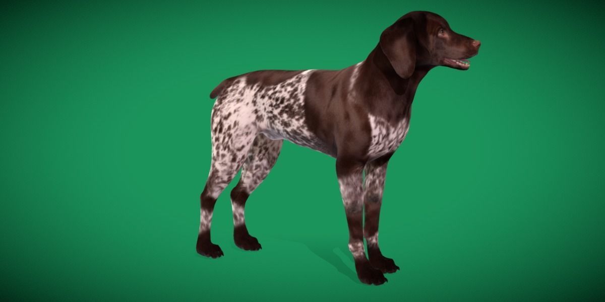 German Shorthaired Pointers Dog 3D model_14