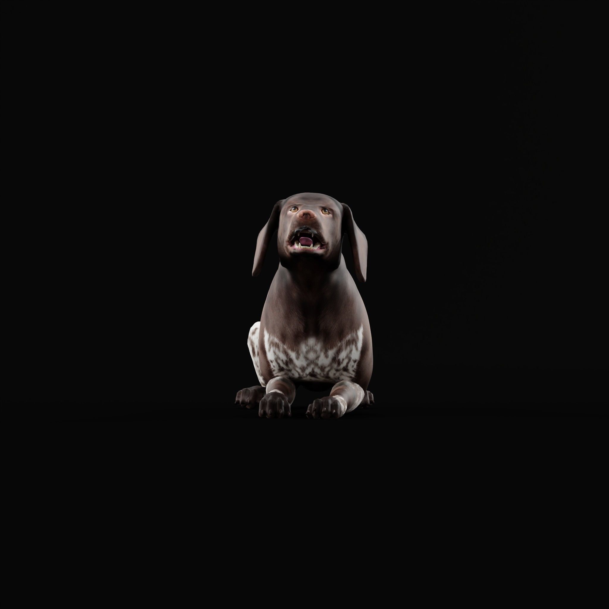 German Shorthaired Pointers Dog 3D model_29