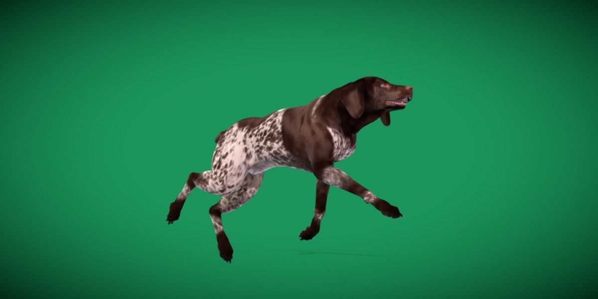 German Shorthaired Pointers Dog 3D model_19