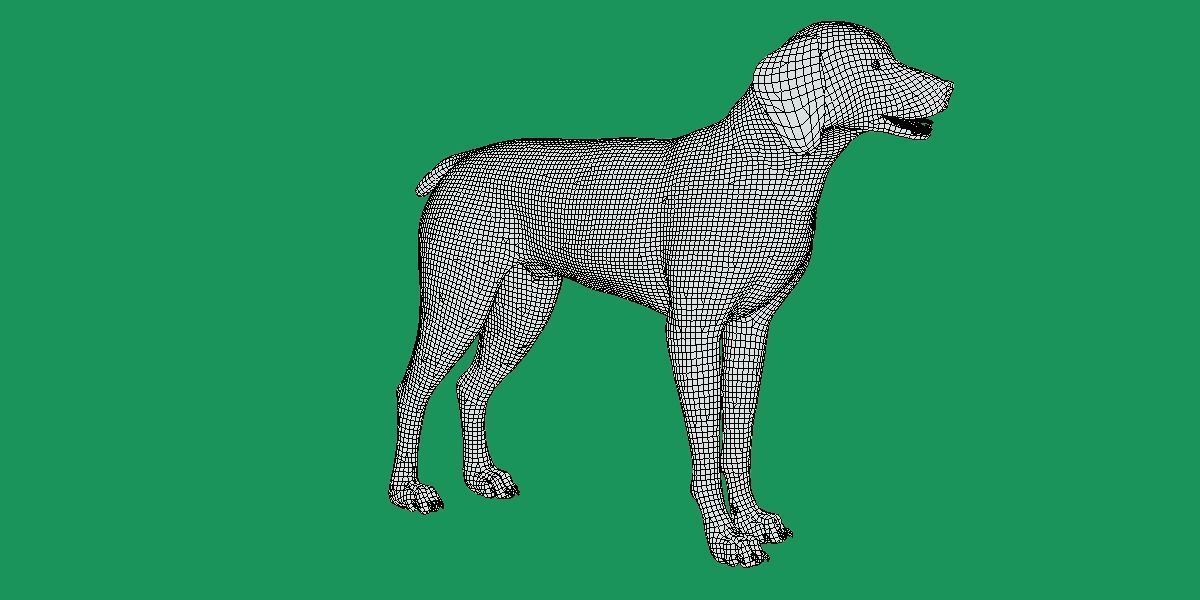 German Shorthaired Pointers Dog 3D model_11