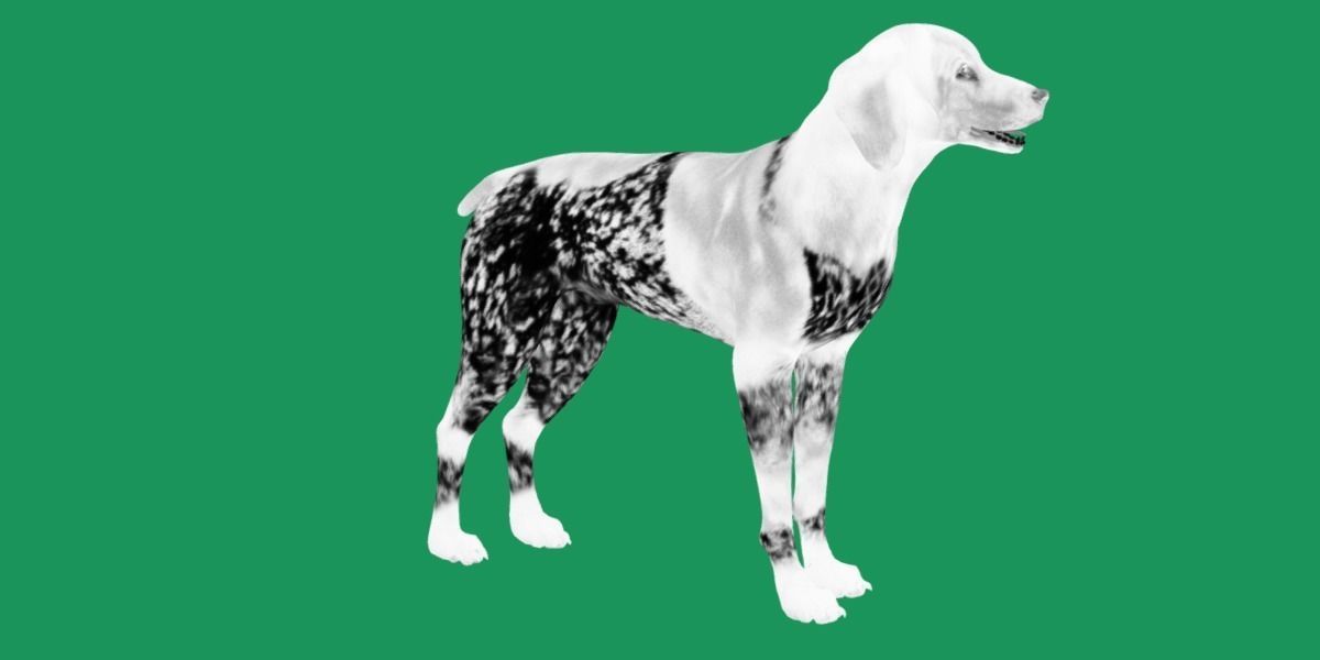 German Shorthaired Pointers Dog 3D model_7