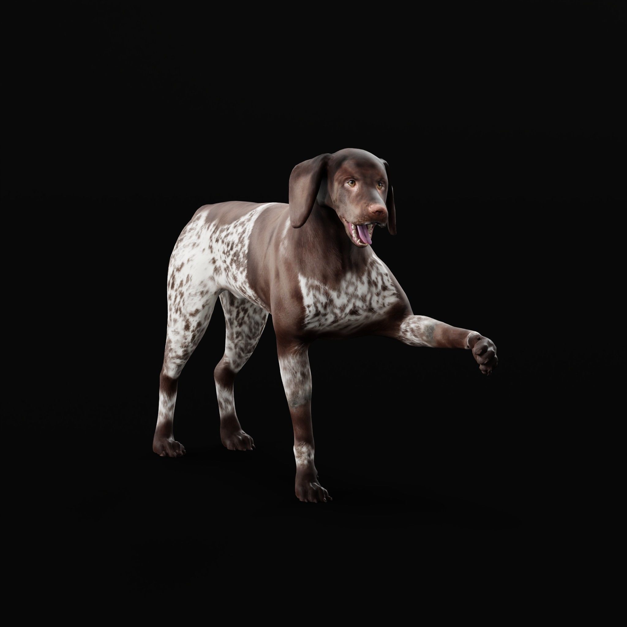 German Shorthaired Pointers Dog 3D model_26
