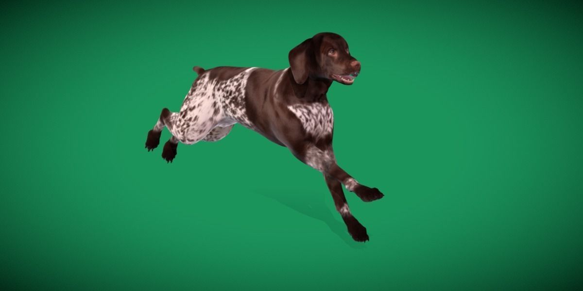 German Shorthaired Pointers Dog 3D model_15
