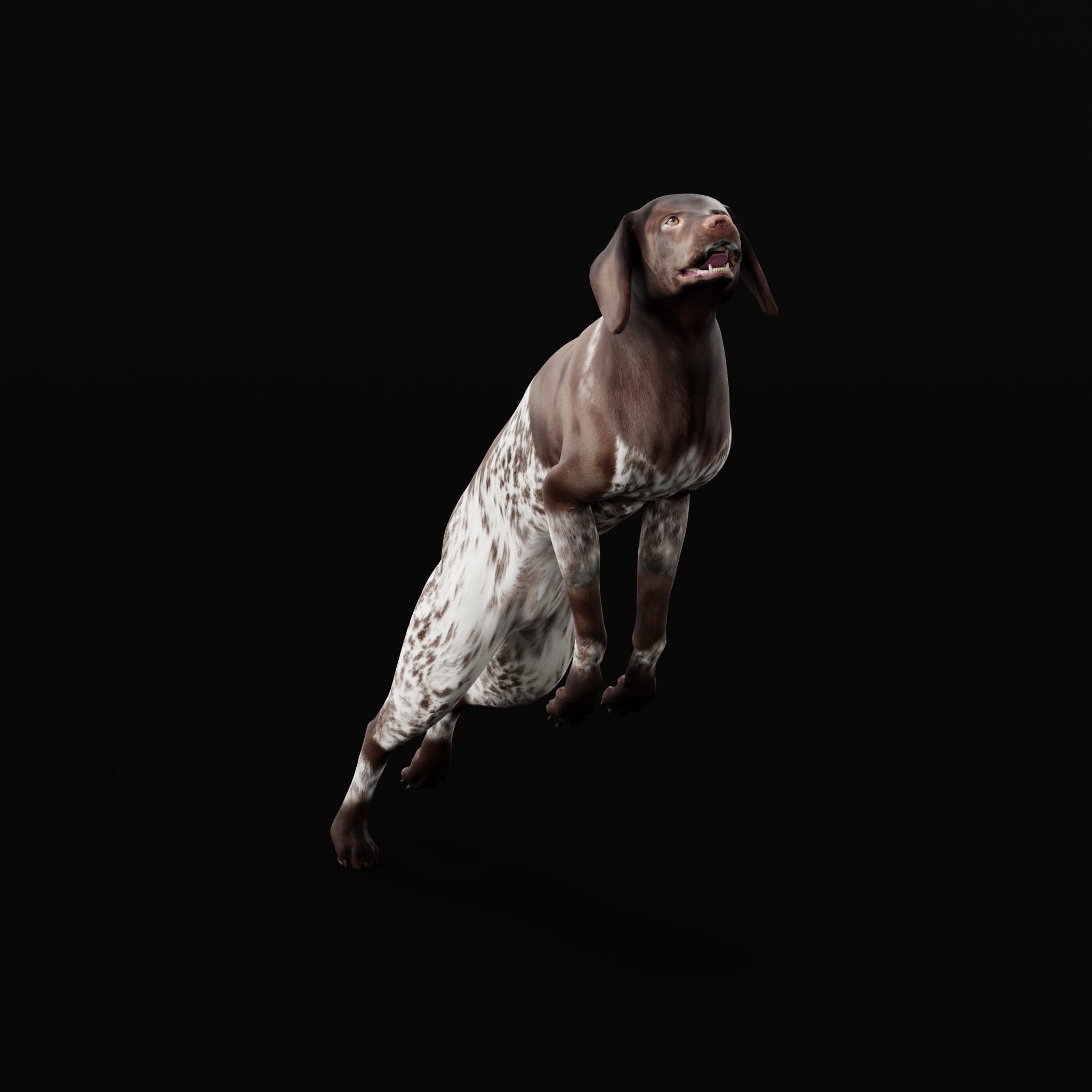 German Shorthaired Pointers Dog 3D model_27