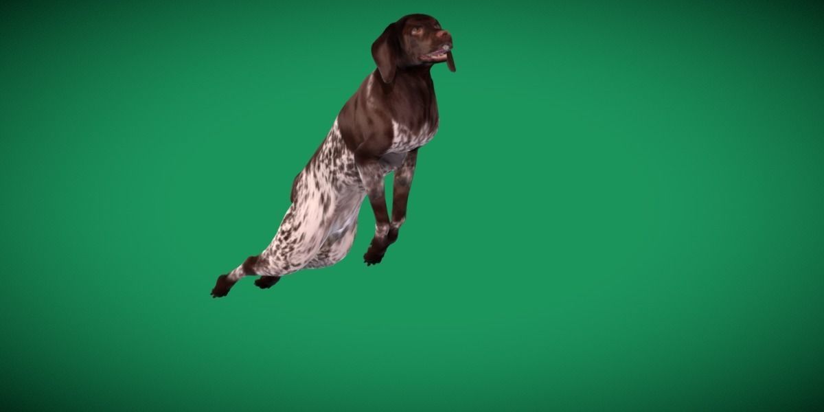 German Shorthaired Pointers Dog 3D model_18