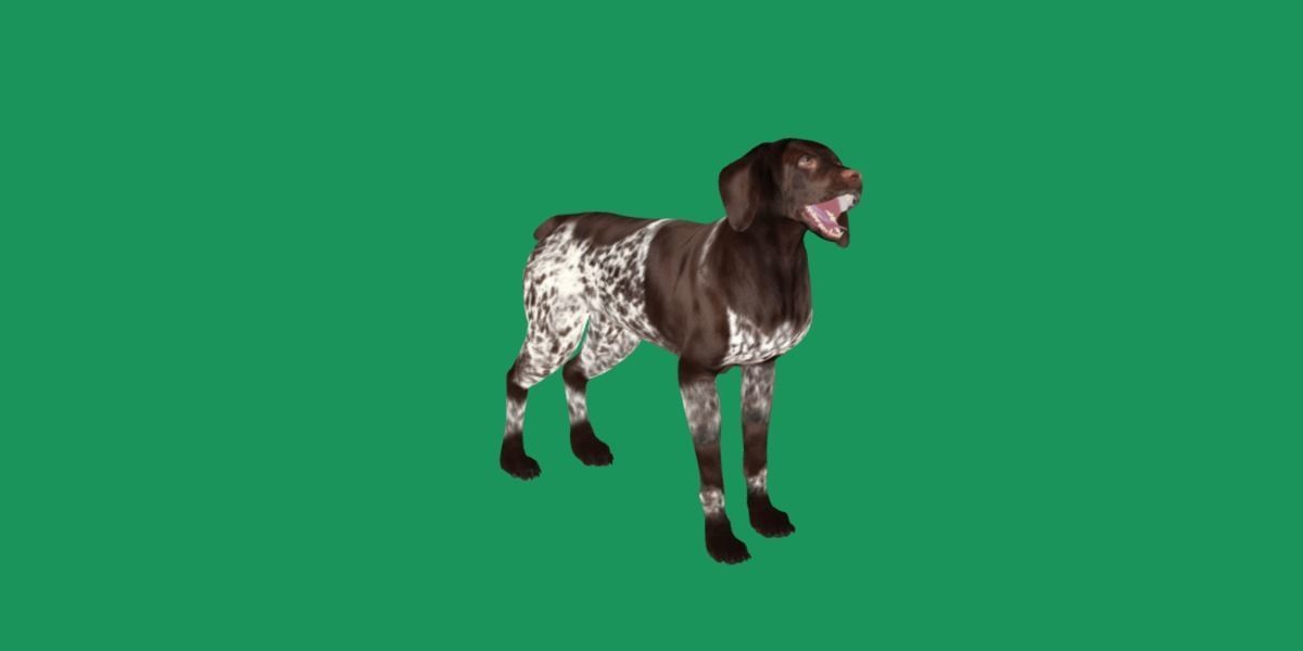 German Shorthaired Pointers Dog 3D model_23