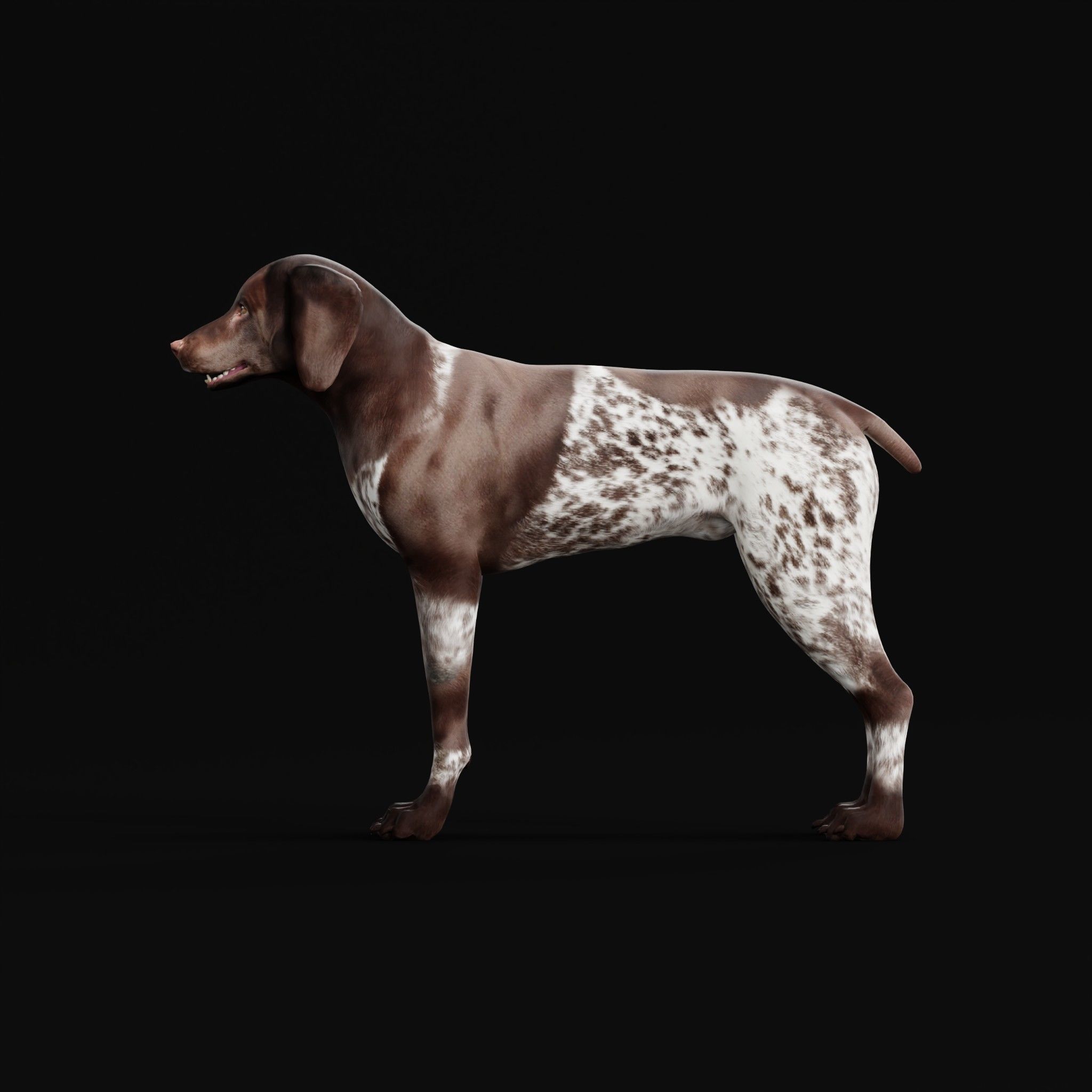 German Shorthaired Pointers Dog 3D model_32
