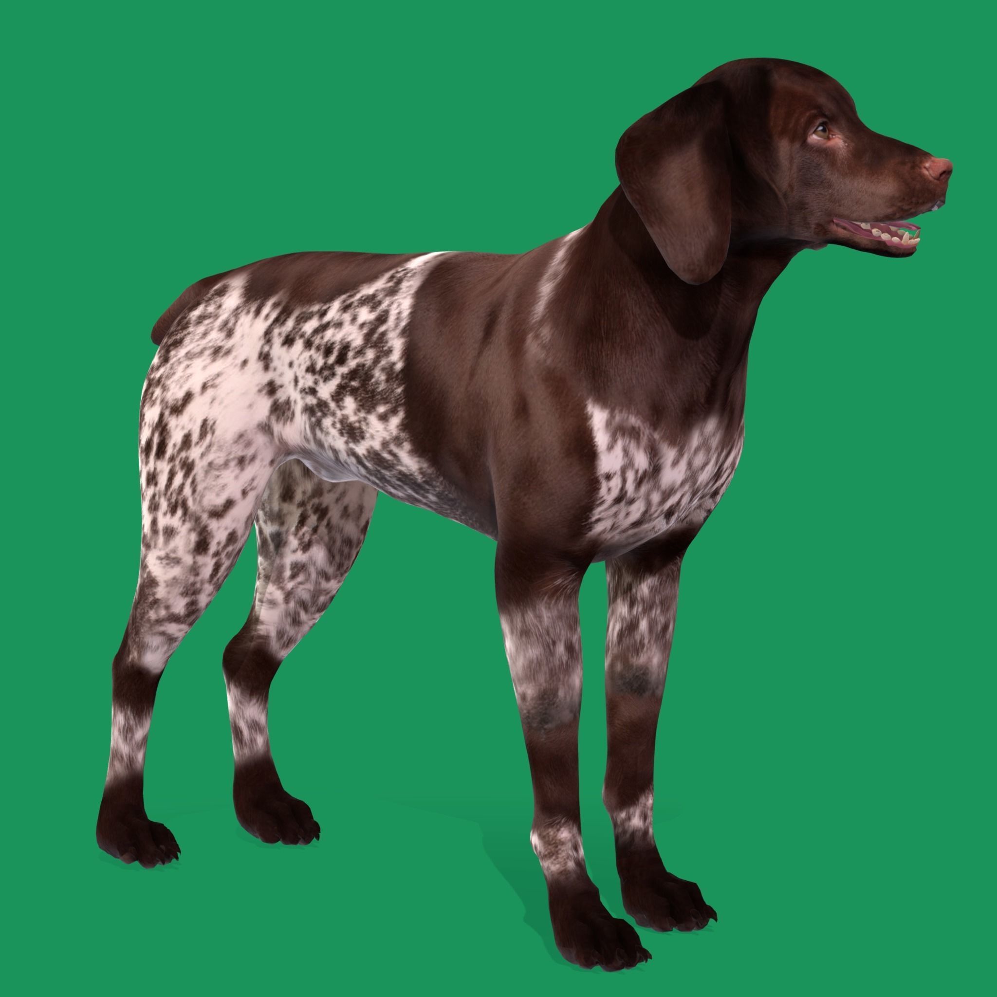 German Shorthaired Pointers Dog 3D model_17