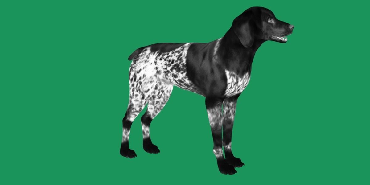 German Shorthaired Pointers Dog 3D model_8