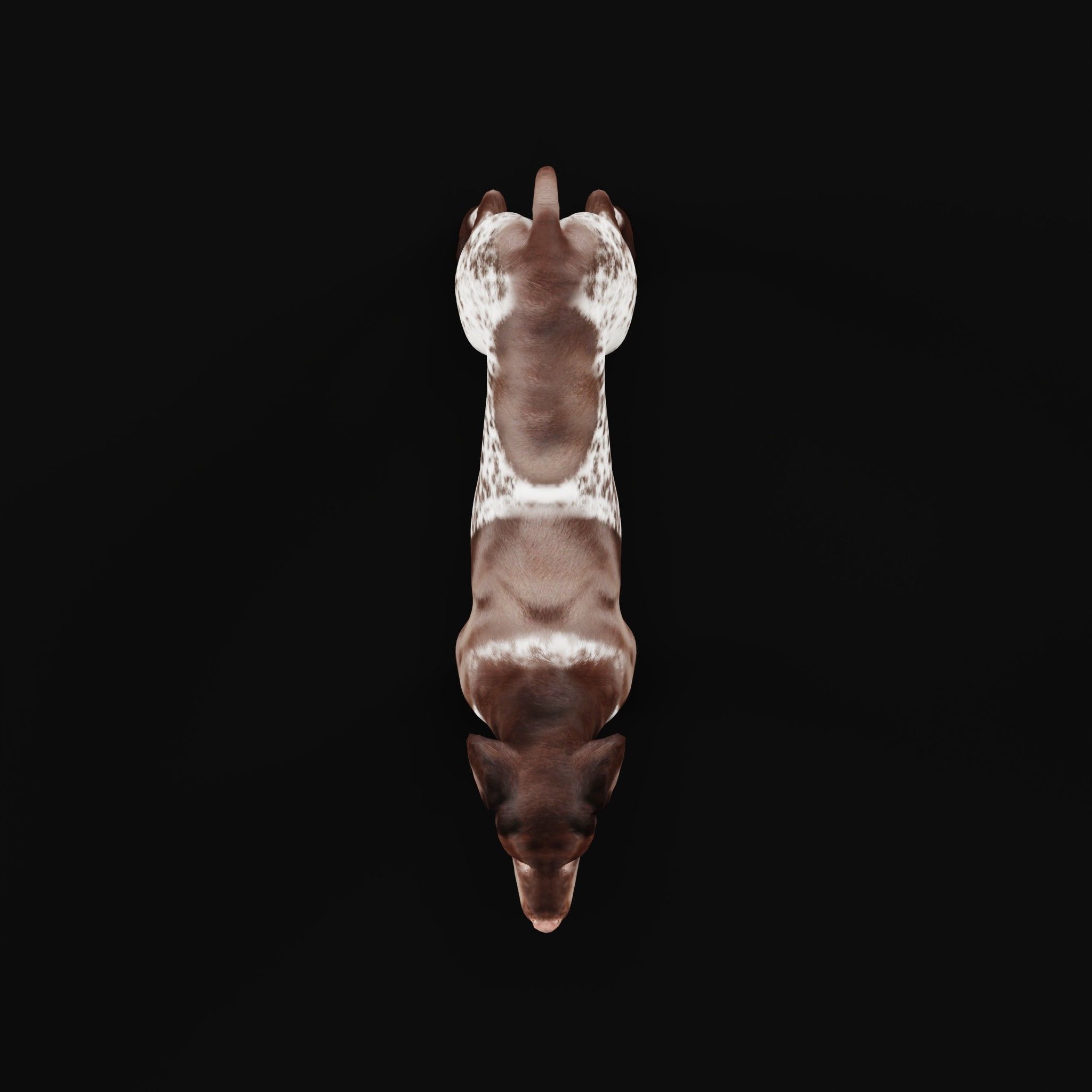 German Shorthaired Pointers Dog 3D model_34