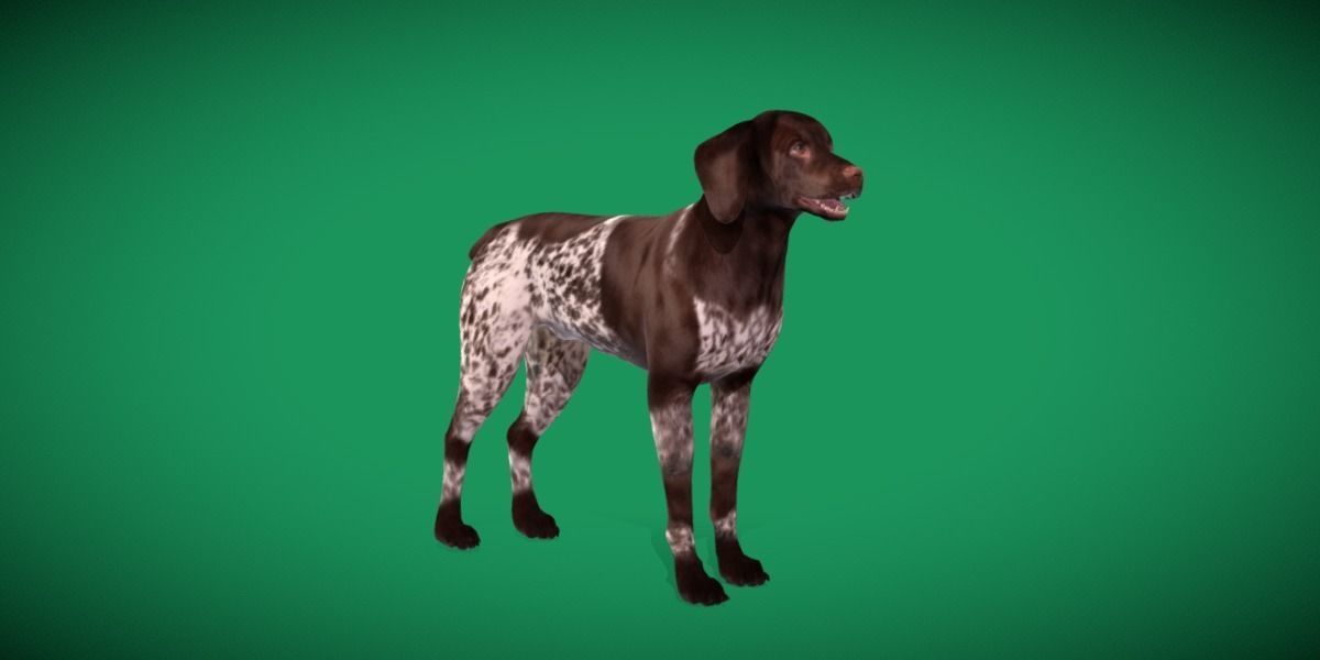 German Shorthaired Pointers Dog 3D model_24