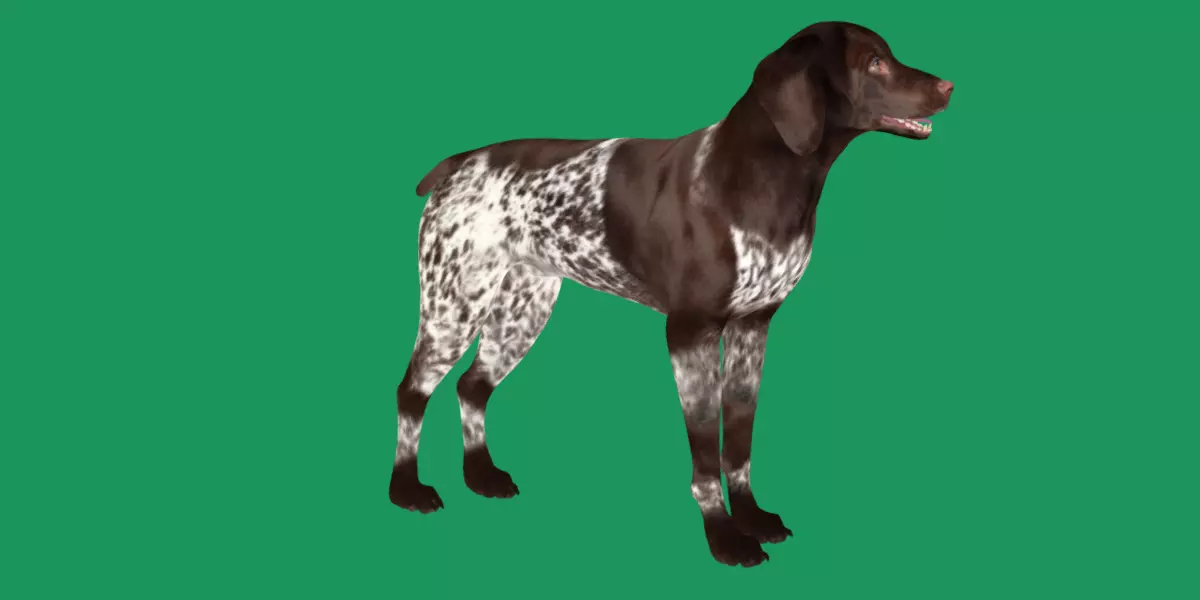 German Shorthaired Pointers Dog 3D model_0