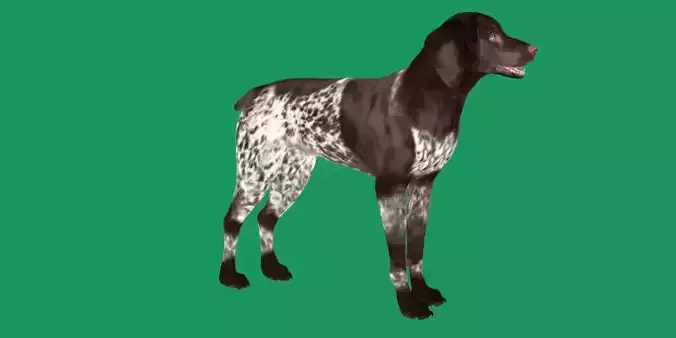 German Shorthaired Pointers Dog