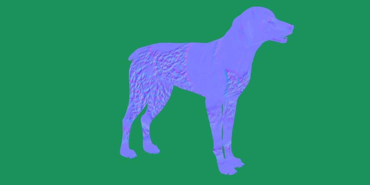 German Shorthaired Pointers Dog 3D model_6