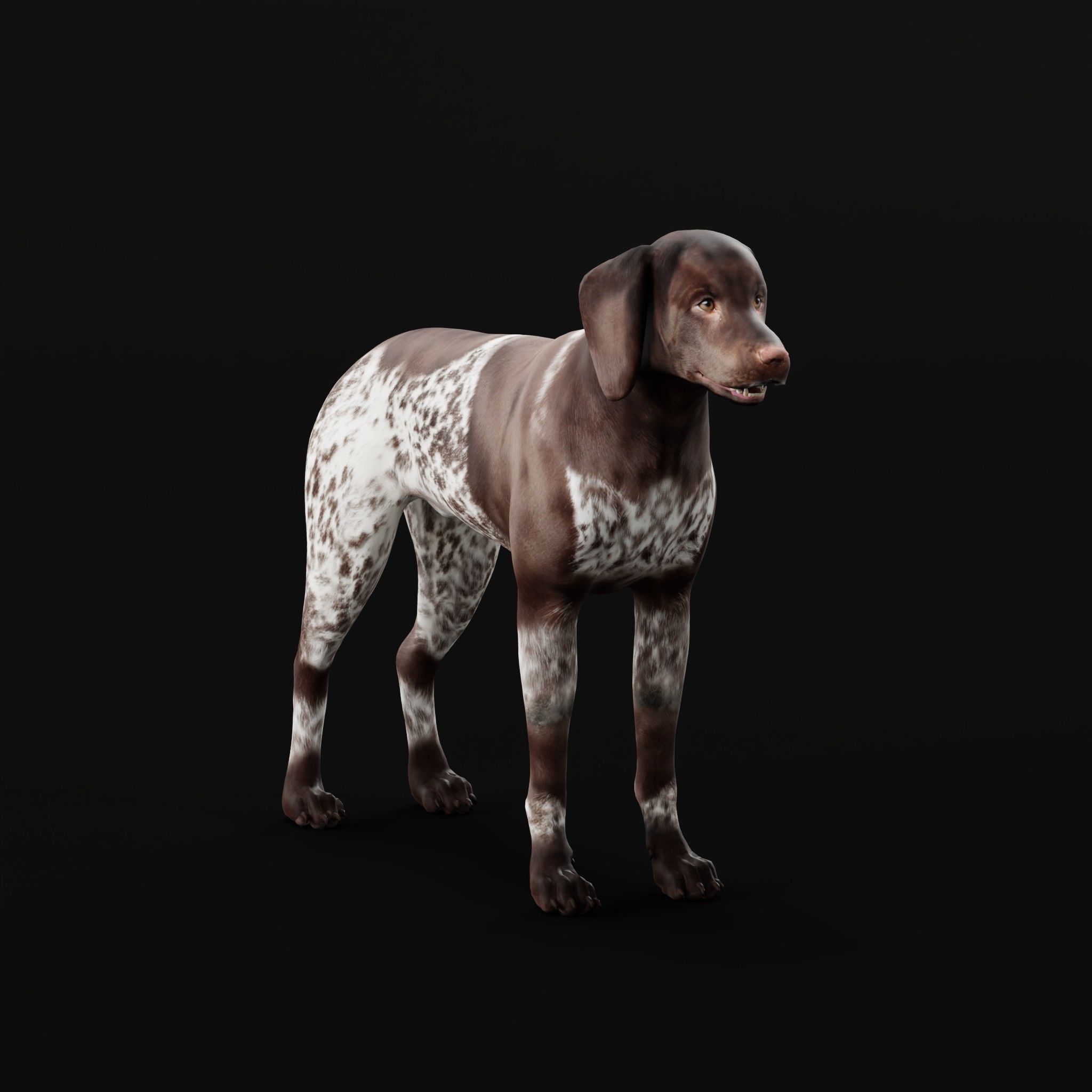 German Shorthaired Pointers Dog 3D model_33